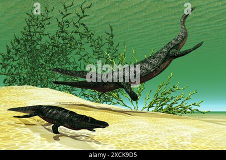 Archegosaurus était un amphibien carnivore d'eau douce qui vivait en Europe pendant l'âge Permien. Banque D'Images