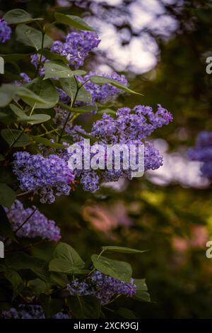 Arbres de lilas magnifiquement colorés en pleine floraison au printemps à Prague, République tchèque, Europe. Vibes printanières pleines de belles fleurs, de couleurs et de senteurs. Banque D'Images