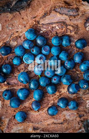 Fond en bois naturel. Contexte alimentaire. Myrtilles mûres et savoureuses sur une table en bois. Un grand plan, une vue de dessus, style rustique. Lituanie Banque D'Images