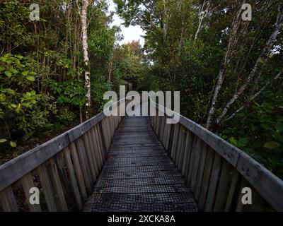 Sentier en bois au sommet des arbres menant à travers la végétation luxuriante de la forêt de brousse verdoyante à Denniston incline Buller District West Coast South Island New Z Banque D'Images