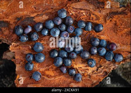 Fond en bois naturel. Contexte alimentaire. Myrtilles mûres et savoureuses sur une table en bois. Un grand plan, une vue de dessus, style rustique. Lituanie Banque D'Images