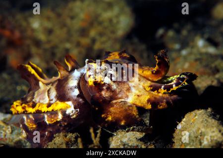 Gros plan d'un poisson-seiche flamboyant (Metasepia pfefferi). Ambon, Indonésie Banque D'Images