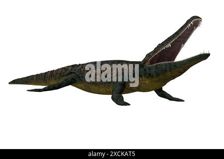 Archegosaurus était un amphibien carnivore d'eau douce qui vivait en Europe pendant l'âge Permien. Banque D'Images