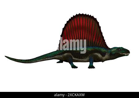 Dimetrodon était un mammifère-comme sailback reptile qui vivait dans la période permienne de l'Amérique du Nord et en Europe. Banque D'Images