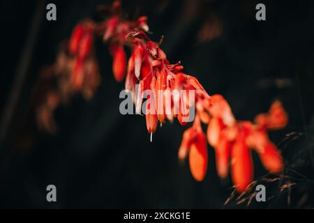 Fleur de Yucca orange rouge sur arbuste pérenne. Floraison fleurs de cactus succulentes sur une branche à floraison lumineuse. Nature exotique. Fleur d'état du Nouveau-Mexique. Banque D'Images