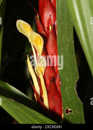 Pitcairnia atrorubens trouvé dans la forêt montagneuse du Costa Rica Banque D'Images