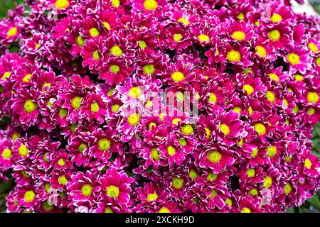 Un assortiment de fleurs roses avec des centres jaunes vibrants en fleurs Banque D'Images