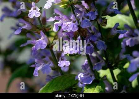 Sauge en fleurs, Salvia nemorosa. Plante Salvia nemorosa poussant dans le jardin. Banque D'Images