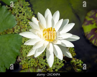 Fleur de lotus blanche fleurie Banque D'Images