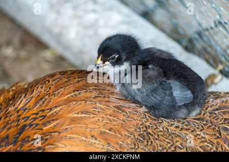 Petit poulet noir avec mère poule. Animal nouveau-né mignon. Environnement naturel. Banque D'Images