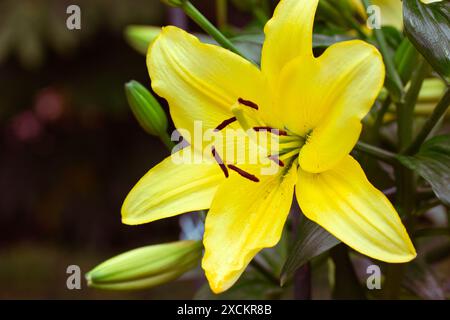 Unique lilium jaune régale, appelé le lys royal ou royal, le lys du roi. Plante à fleurs dans une famille de lis Liliaceae. Grandes fleurs en forme de trompette. Banque D'Images