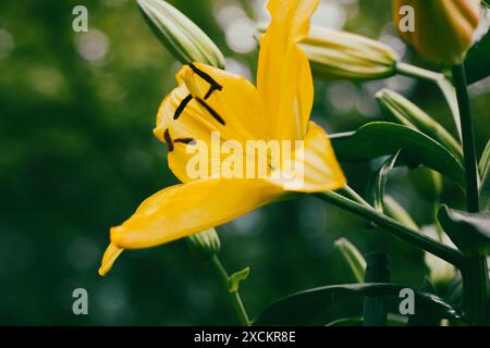 Unique lilium jaune régale, appelé le lys royal ou royal, le lys du roi. Plante à fleurs dans une famille de lis Liliaceae. Grandes fleurs en forme de trompette. Banque D'Images