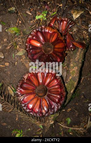 Pommes de pin Araucaria mûres tombées dans la forêt - Sao Francisco de Paula, Sud du Brésil Banque D'Images