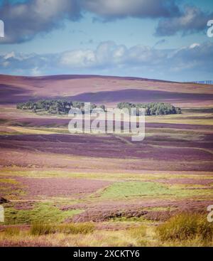 Superbe photographie de bruyère rose printanière dans les Pentland Hills, une série de collines au sud-ouest d'Édimbourg, avec une grande lumière par une belle journée ensoleillée Banque D'Images