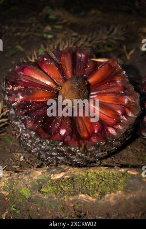 Pommes de pin Araucaria mûres tombées dans la forêt - Sao Francisco de Paula, Sud du Brésil Banque D'Images