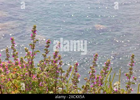 Mauve (Malva arborea) à Lizard point ; fleurs sauvages en Cornouailles Banque D'Images