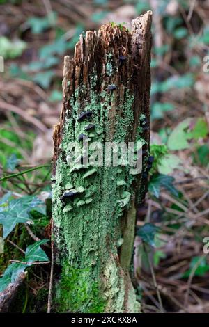 Champignons et lichen vert sur une souche d'arbre antique ; forêt ancienne ; forêt tropicale atlantique ; Cornouailles, Angleterre, ROYAUME-UNI Banque D'Images