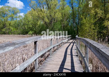 Pont à travers le concept de voie naturelle de forêt d'été, route vers le champ naturel de la forêt, détente avec l'environnement écologique Banque D'Images