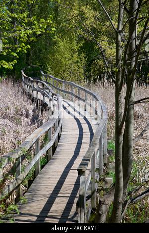 Chemin à travers le concept de chemin naturel de la forêt d'été, route vers le champ naturel de la forêt, détente avec l'environnement écologique Banque D'Images