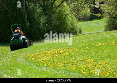 Tracteur tondeuse à gazon coupant l'herbe en été Banque D'Images