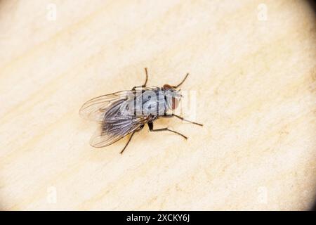 Muscina pascuorum famille Muscidae genre Muscina Maison mouche nature sauvage photographie d'insectes, image, papier peint Banque D'Images