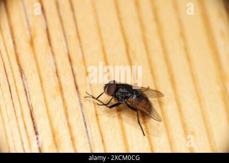 Musca autumnalis genre Musca famille Muscidae visage mouche sauvage nature photographie d'insectes, image, papier peint Banque D'Images