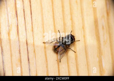 Musca autumnalis genre Musca famille Muscidae visage mouche sauvage nature photographie d'insectes, image, papier peint Banque D'Images