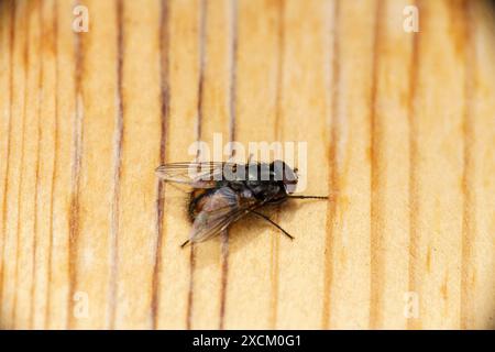 Musca autumnalis genre Musca famille Muscidae visage mouche sauvage nature photographie d'insectes, image, papier peint Banque D'Images