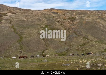 Un troupeau de chevaux paissent sur une colline herbeuse dans la steppe de patagonie. Banque D'Images