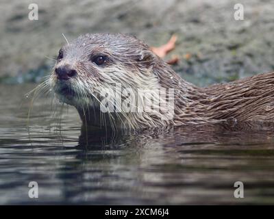 Charmante loutre asiatique active à petites griffes dans une beauté naturelle. Banque D'Images