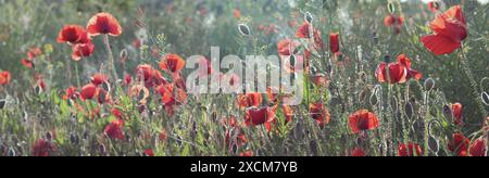 coquelicots rouges dans une lumière chaude, champ de floraison floue en arrière-plan. champ de coquelicots tôt le matin, printemps, milieux naturels, conservation de l'environnement, sites web de jardinage, voyages et tourisme Banque D'Images