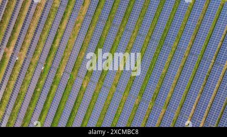 Vue aérienne directe des rangées de panneaux solaires sur fond vert. Banque D'Images