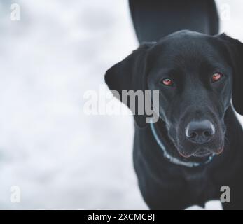 Un jeune labo noir aux yeux intenses se tient sur un fond blanc. Banque D'Images
