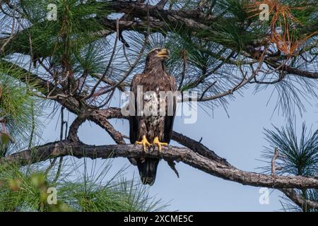 Jeune aigle chauve perché sur une branche d'arbre. Banque D'Images