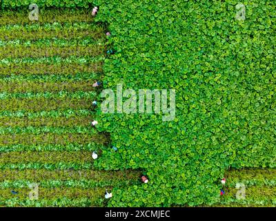 Pékin, Chine. 17 juin 2024. Une photo prise par un drone aérien le 17 juin 2024 montre des agriculteurs récoltant du butterbur, une plante à base de plantes utilisée comme ingrédient alimentaire, dans le village de Shangqiang, dans le district de Wuxing de Huzhou, dans la province chinoise du Zhejiang. Crédit : HE Weiwei/Xinhua/Alamy Live News Banque D'Images