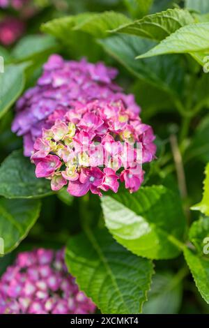 Images du Japon - Hydrangea qui est la fleur japonaise de la saison des pluies du printemps appelée Ajisai en pleine floraison, ville de Nagoya, préfecture d'Aichi, Japon Banque D'Images