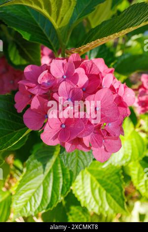 Images du Japon - Hydrangea ou Ajisai, une fleur printanière de la saison des pluies avec des fleurs roses violettes et des bourgeons violets clairs, Nagoya City Préfecture d'Aichi Japon Banque D'Images