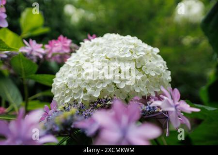 Images du Japon - hortensia, Grande tête de fleur Ajisai blanche crème soulignant les fleurs violettes et roses environnantes, Préfecture de Nagoya Aichi, Japon Banque D'Images