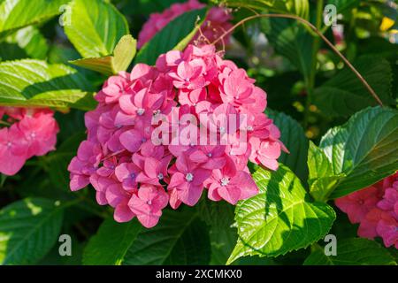 Images du Japon - hortensia, fleur Ajisai avec fleur rose violette et bourgeon violet clair, ville de Nagoya, préfecture d'Aichi, Japon Banque D'Images