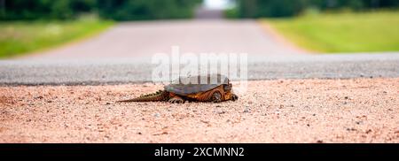 Tortue piquante (Chelydra serpentina) sur une route de gravier, panorama Banque D'Images