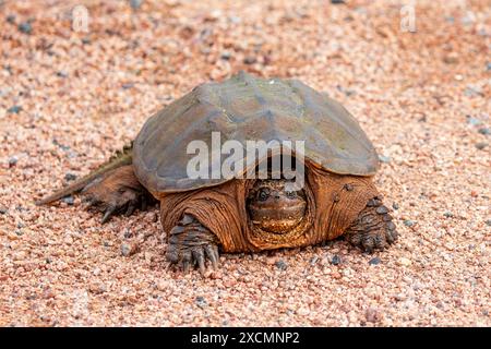 Tortue piquante (Chelydra serpentina) sur une route de gravier, horizontale Banque D'Images