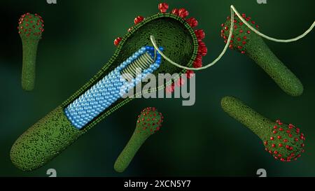3d rendu du cycle de vie du baculovirus sont connus pour infecter les insectes, le virus bourgeonné (BV) est libéré des cellules hôtes infectées plus tard au cours de la sec Banque D'Images