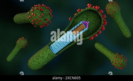 3d rendu du cycle de vie du baculovirus sont connus pour infecter les insectes, le virus bourgeonné (BV) est libéré des cellules hôtes infectées plus tard au cours de la sec Banque D'Images