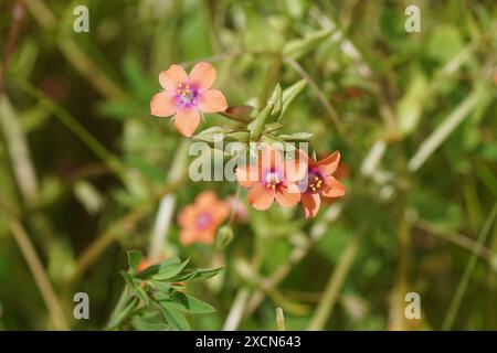 Gros plan cramoisi, cramoisi, cramoisi, Anagallis arvensis. Famille Primulaceae. Fond vert pâle. Été, juin, France Banque D'Images