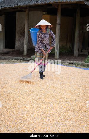 Femme ratissant récemment récolté le maïs séchant sur le sol près de bac Ha, province de Lao Cai, Vietnam Banque D'Images