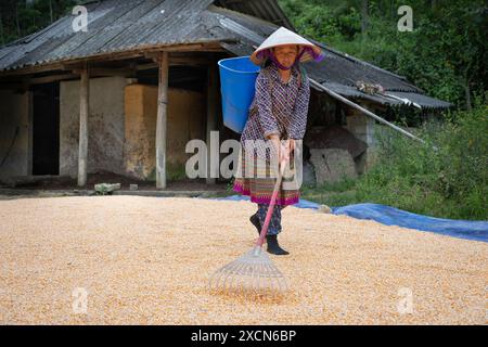 Femme ratissant récemment récolté le maïs séchant sur le sol près de bac Ha, province de Lao Cai, Vietnam Banque D'Images