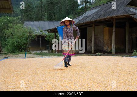 Femme ratissant récemment récolté le maïs séchant sur le sol près de bac Ha, province de Lao Cai, Vietnam Banque D'Images