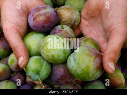 Photo du dossier datée du 26/08/09 de prunes cueillies à Clock House Farm à Coxheath, Kent. Des chercheurs du National Robotarium d’Édimbourg ont développé un nouveau système d’IA qui peut compter les fleurs sur les arbres fruitiers et qui pourrait aider les agriculteurs à augmenter le rendement des cultures et à réduire les déchets. Date d'émission : mardi 18 juin 2024. Banque D'Images