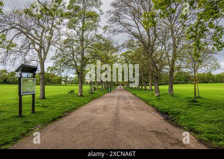 Alley in Inverleith Park au printemps, ville d'Édimbourg, Écosse, Royaume-Uni. Banque D'Images