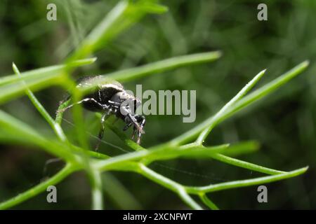 Araignée sautante se cachant sur une plante de fenouil sauvage Banque D'Images
